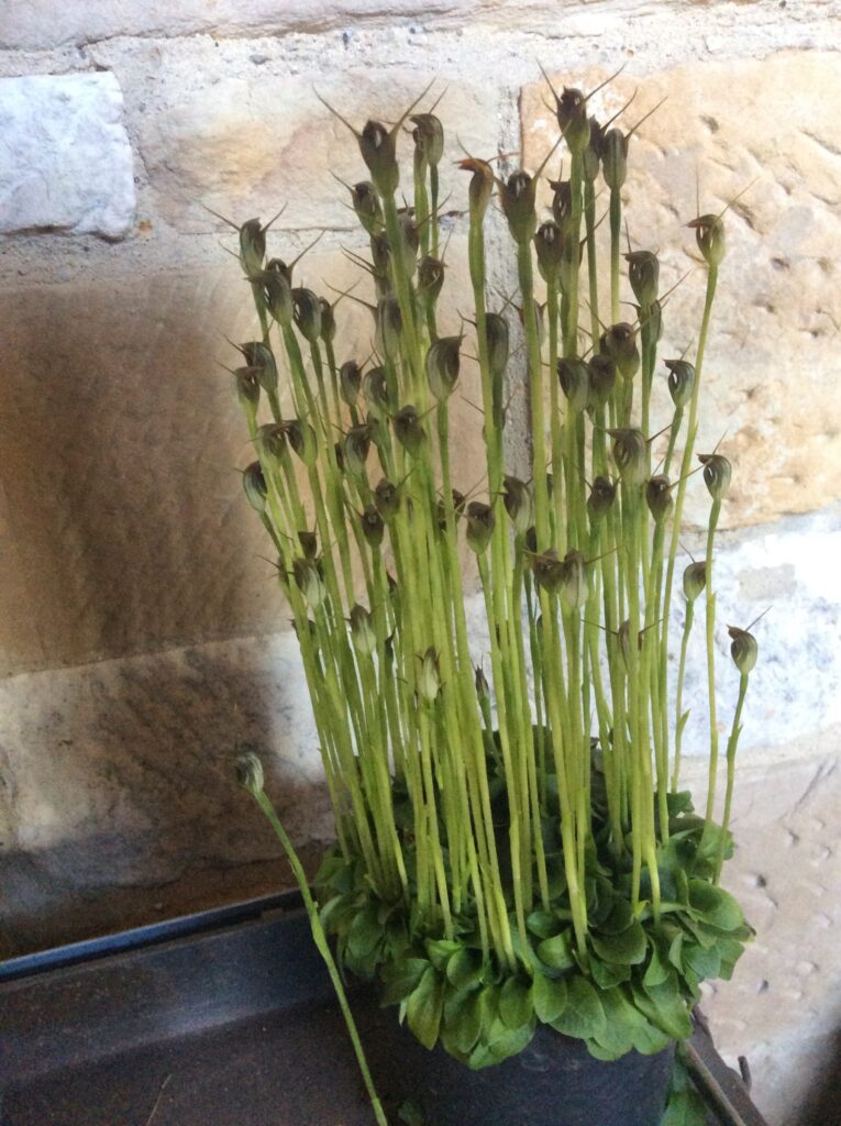 Spring!