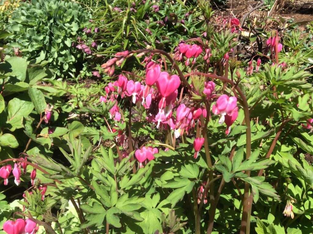 Spring!